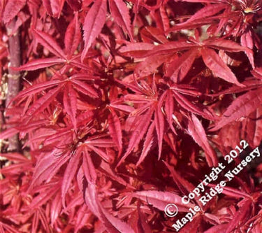 Acer palmatum 'Kandy Kitchen' - mapleridgenursery